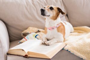 ソフアの上で本を読む犬
